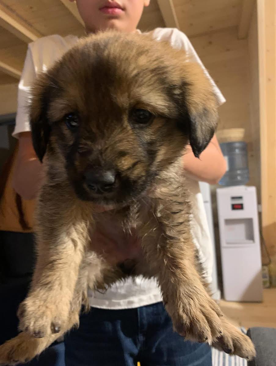 Luna - found on a cold January morning