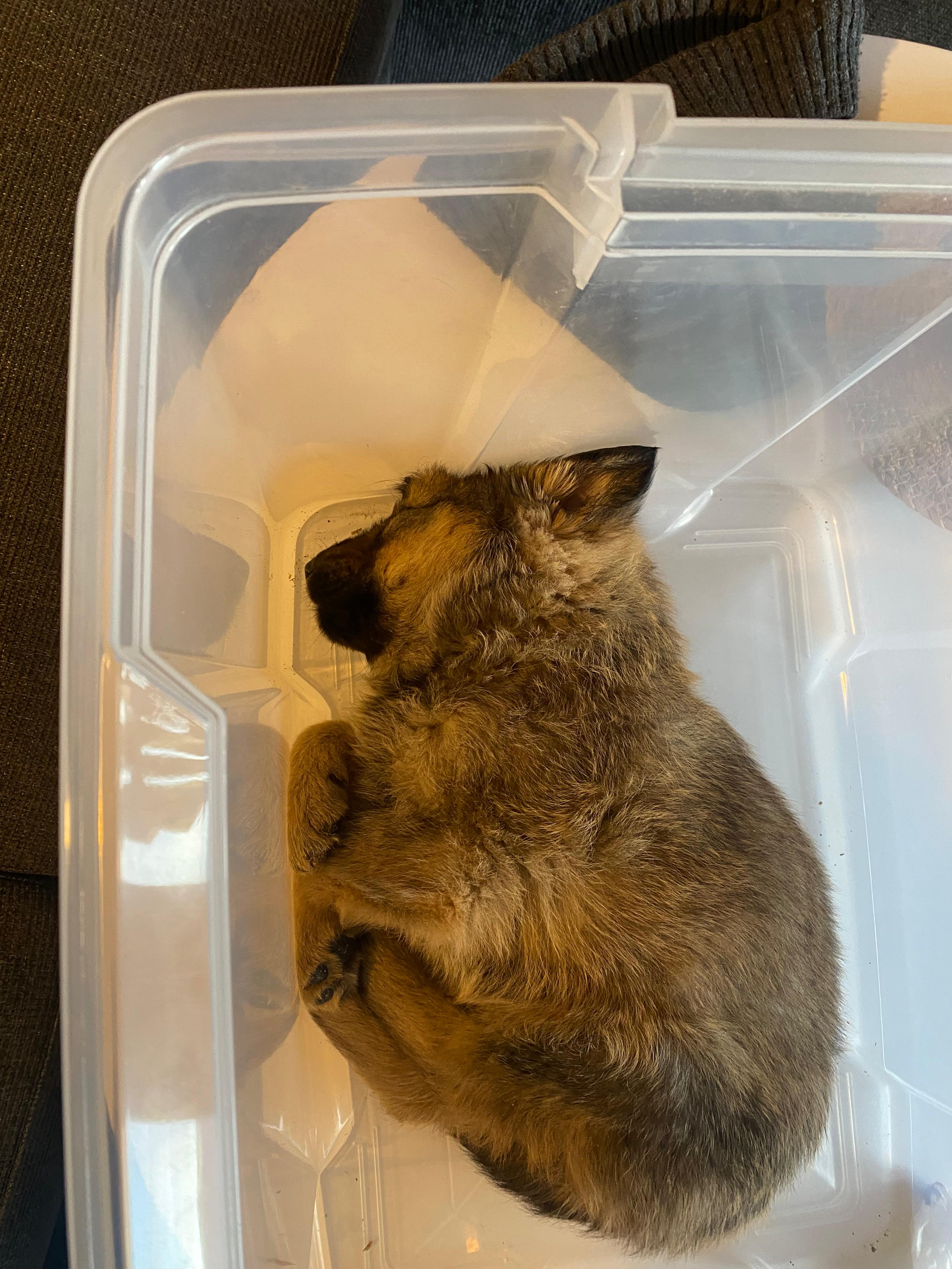 Luna - part of the family