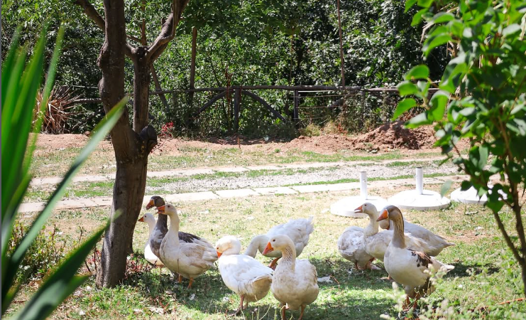 Shtepia Alpike Ranch – Ranch Resort